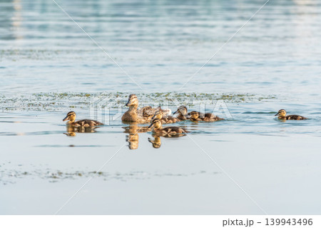 A family of ducks, a duck and its little ducklings are swimming in the water. The duck takes care of its newborn ducklings. Mallard, lat. Anas platyrhynchos A family of ducks, a duck and its little ducklings are swimming in the water. The duck takes care of its newborn ducklings. Mallard, lat. Anas platyrhynchos 139943496