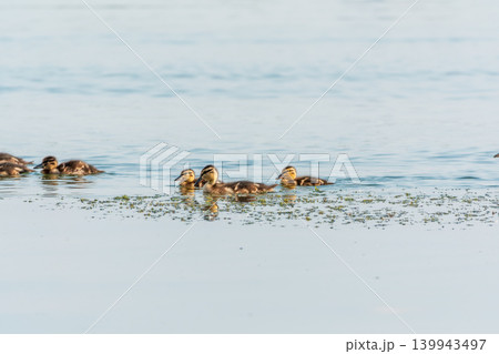 A family of ducks, a duck and its little ducklings are swimming in the water. The duck takes care of its newborn ducklings. Mallard, lat. Anas platyrhynchos A family of ducks, a duck and its little ducklings are swimming in the water. The duck takes care of its newborn ducklings. Mallard, lat. Anas platyrhynchos 139943497