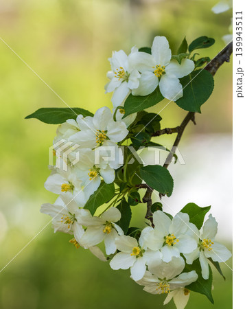 White blossoming apple trees in the sunset light. Spring season, spring colors. White blossoming apple trees in the sunset light. Spring season, spring colors. 139943511