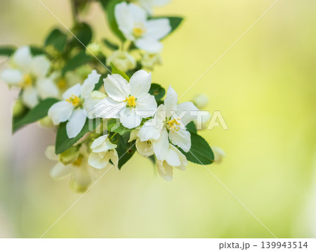 White flowers blooming bird cherry. Close-up of a Flowering Prunus padus Tree with White Little Blossoms White flowers blooming bird cherry. Close-up of a Flowering Prunus padus Tree with White Little Blossoms 139943514