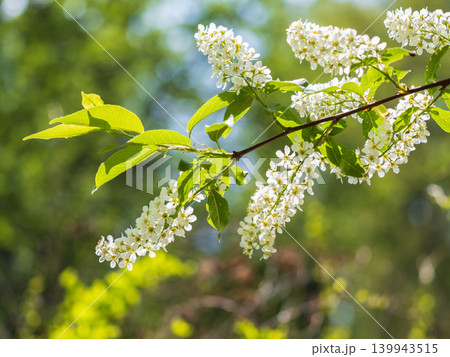 White flowers blooming bird cherry. Close-up of a Flowering Prunus padus Tree with White Little Blossoms White flowers blooming bird cherry. Close-up of a Flowering Prunus padus Tree with White Little Blossoms 139943515