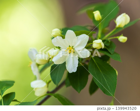 White blossoming apple trees in the sunset light. Spring season, spring colors. White blossoming apple trees in the sunset light. Spring season, spring colors. 139943520