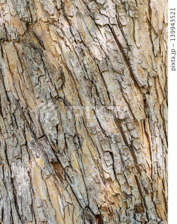 The texture of the bark of an old apple tree The texture of the bark of an old apple tree 139943521
