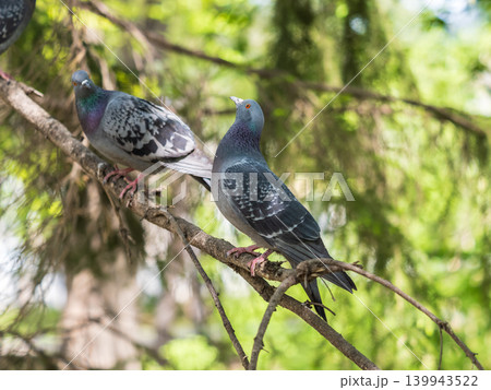 The fat pigeon sitting on a branch. The fat pigeon sitting on a branch. 139943522