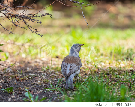 Wood bird Fieldfare, Turdus pilaris, on a sprng lawn. Wood bird Fieldfare, Turdus pilaris, on a sprng lawn. 139943532