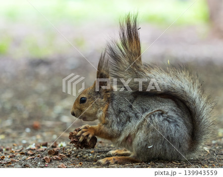 Squirrel in autumn or spring with nut on the green grass with fallen yellow leaves 139943559