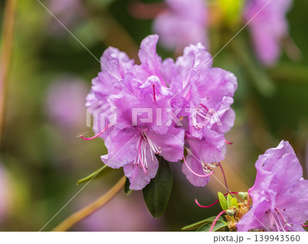 Pink flowers of Siberian rhododendron copy space. Rhododendron dauricum. Spring flowering of Altai rhododendron. Pink flowers of Siberian rhododendron copy space. Rhododendron dauricum. Spring flowering of Altai rhododendron. 139943560