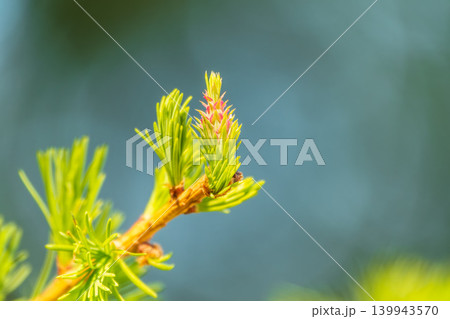Larch tree fresh pink cones blossom at spring on nature background Larch tree fresh pink cones blossom at spring on nature background 139943570