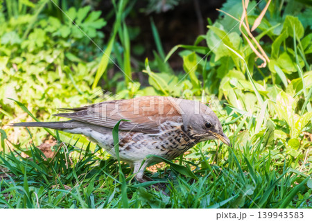 Wood bird Fieldfare, Turdus pilaris, on a sprng lawn. 139943583