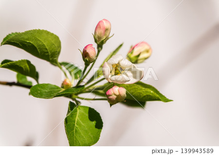 White blossoming apple trees in the sunset light. Spring season, spring colors. 139943589