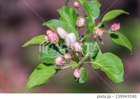 White blossoming apple trees in the sunset light. Spring season, spring colors. White blossoming apple trees in the sunset light. Spring season, spring colors. 139943590