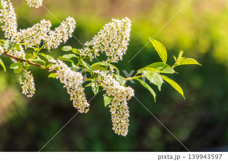 White flowers blooming bird cherry. Close-up of a Flowering Prunus padus Tree with White Little Blossoms White flowers blooming bird cherry. Close-up of a Flowering Prunus padus Tree with White Little Blossoms 139943597