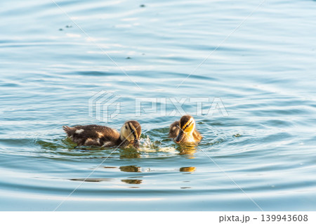 Cute little duckling swimming alone in a lake or river with calm water Cute little duckling swimming alone in a lake or river with calm water 139943608