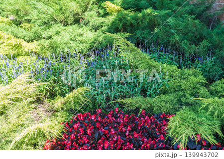 Landscape background with bright red flower beds blossoming against green tall grass Landscape background with bright red flower beds blossoming against green tall grass 139943702