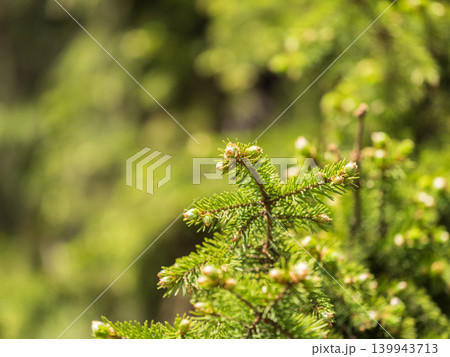 Closeup of fir branches with young buds. Spring nature concept. Fir branches with fresh shoots 139943713