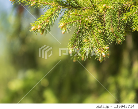 Closeup of fir branches with young buds. Spring nature concept. Fir branches with fresh shoots Closeup of fir branches with young buds. Spring nature concept. Fir branches with fresh shoots 139943714