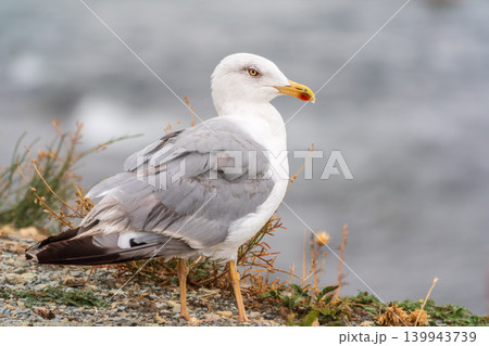 Seagull standing on pebble beach. Side view of a seagull standing on a rocky pebble beach. 139943739