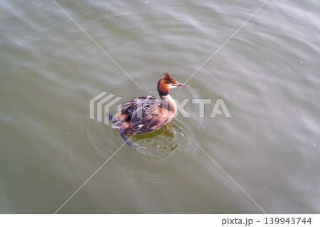 The water bird Great crested Grebe, Podiceps cristatus, swimming in the lake, and its cute babies riding on its back The water bird Great crested Grebe, Podiceps cristatus, swimming in the lake, and its cute babies riding on its back 139943744
