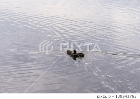 Eurasian Coot with Chicks Swimming on Lake Eurasian Coot with Chicks Swimming on Lake 139943765