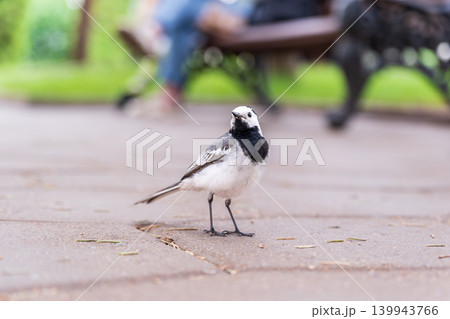 Wagtail sits on the ground with a beautiful blurred background. Wagtail sits on the ground with a beautiful blurred background. 139943766