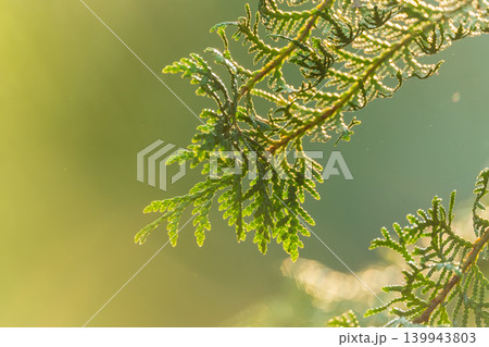 Thuja branches close-up. Thuja branch background Thuja branches close-up. Thuja branch background 139943803