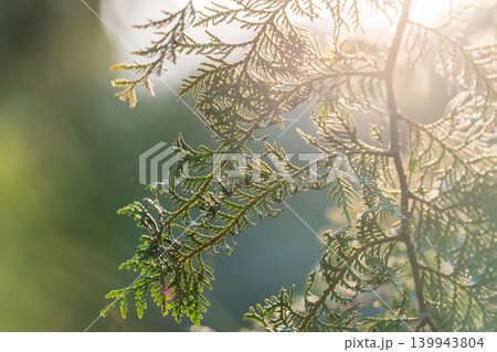 Thuja branches close-up. Thuja branch background 139943804