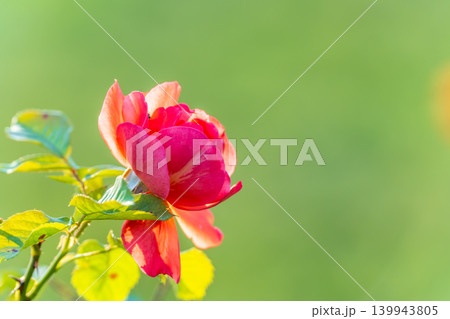 Beautiful red garden rose flower on a green blurred background Beautiful red garden rose flower on a green blurred background 139943805