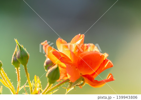 Beautiful red garden rose flower on a green blurred background 139943806