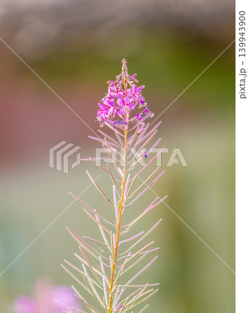 Flowers of Fireweed, Chamaenerion angostifolium on a sunny summer day Flowers of Fireweed, Chamaenerion angostifolium on a sunny summer day 139943900