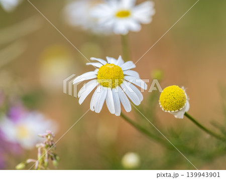 White and yellow daisy flowers on a green blurred background. 139943901