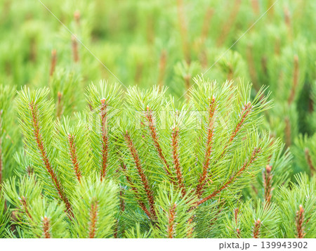 Green small pine trees with fresh shoots in spring or summer 139943902