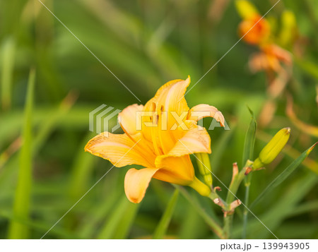 A yellow daylily flower, latin name Hemerocallis lilioasphodelus, at sunset. It is also known as the lemon daylily. 139943905