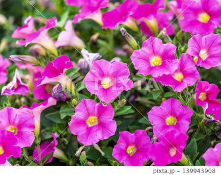 Beautiful Petunia Surfinia Pink Vein, purple and violet surfinia flowers or petunia in the garden. Beautiful Petunia Surfinia Pink Vein, purple and violet surfinia flowers or petunia in the garden. 139943908