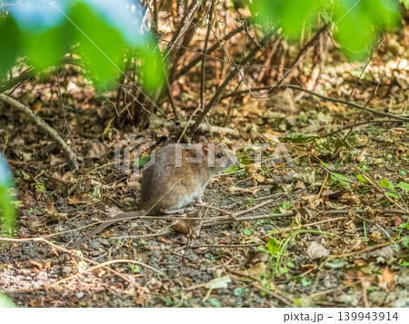 Close-up shot of the Common rat (Rattus norvegicus) with dark grey fur sitting in the green grass 139943914