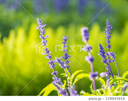 Blue Salvia farinacea flowers, or Mealy Cup Sage on green background, close-up. 139943918