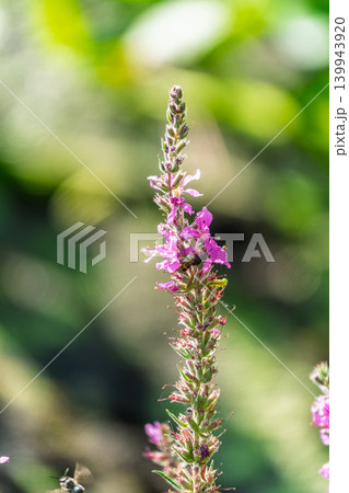 Summer Flowering Purple Loosestrife, Lythrum tomentosum on a green blured background. Summer Flowering Purple Loosestrife, Lythrum tomentosum on a green blured background. 139943920