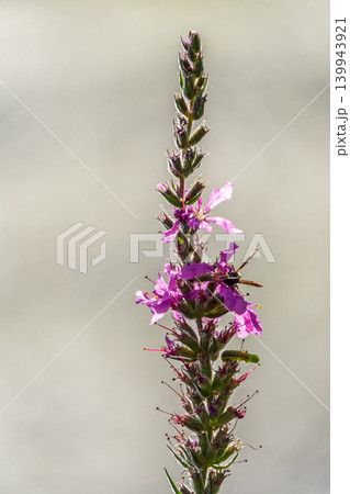 Summer Flowering Purple Loosestrife, Lythrum tomentosum on a green blured background. Summer Flowering Purple Loosestrife, Lythrum tomentosum on a green blured background. 139943921