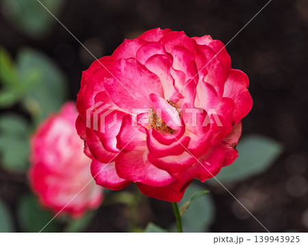 Red and white rose flowers on a green blurred background. 139943925