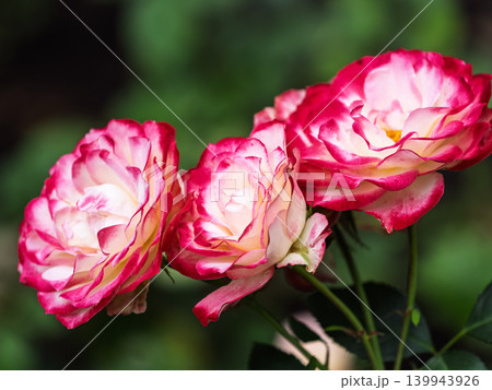 Red and white rose flowers on a green blurred background. Red and white rose flowers on a green blurred background. 139943926
