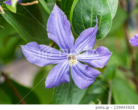 Spring Flowering Downy Clematis (Clematis macropetala). Close up of flowering blue Clematis on blurred background. Spring Flowering Downy Clematis (Clematis macropetala). Close up of flowering blue Clematis on blurred background. 139943928