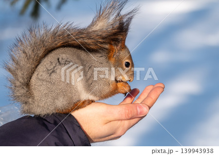 Squirrel eats nuts from a man's hand. Caring for animals in winter or autumn. Squirrel eats nuts from a man's hand. Caring for animals in winter or autumn. 139943938