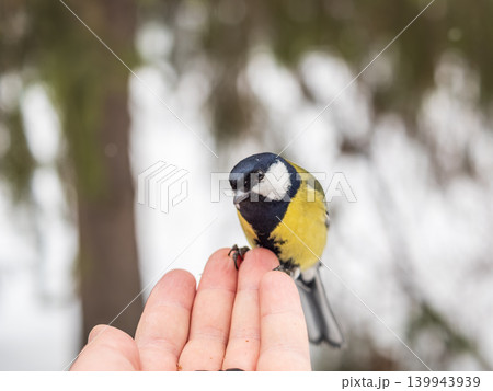 A tit sits on a man's hand and eats seeds. A tit sits on a man's hand and eats seeds. 139943939