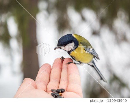 A tit sits on a man's hand and eats seeds. A tit sits on a man's hand and eats seeds. 139943940