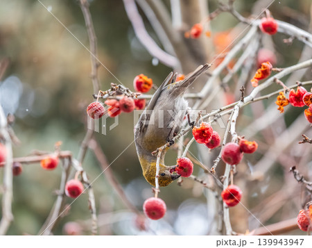 Pine Grosbeak Female Eating Red Berries in Winter Pine Grosbeak Female Eating Red Berries in Winter 139943947