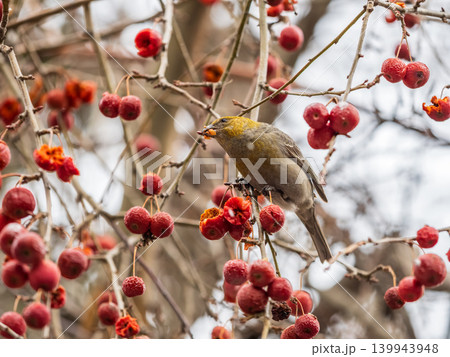 Pine Grosbeak Female Eating Red Berries in Winter 139943948