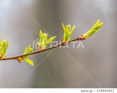 Green bushes with young leaves in the sunset Green bushes with young leaves in the sunset 139943951