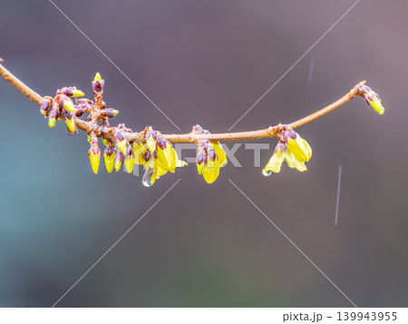 Forsythia with rain drops. Blooming forsythia bush. Yellow flower on a branch of forsythia. 139943955
