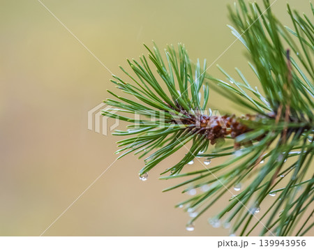 Background of green spruce branches with water drops after rain Background of green spruce branches with water drops after rain 139943956