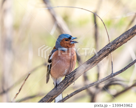 Common chaffinch, Fringilla coelebs, sits on a tree. Common chaffinch in wildlife. 139943962