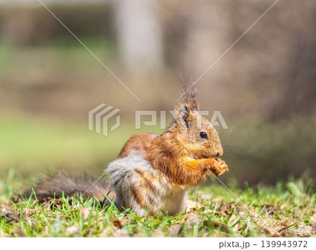 Squirrel in autumn or spring with nut on the green grass with fallen yellow leaves Squirrel in autumn or spring with nut on the green grass with fallen yellow leaves 139943972
